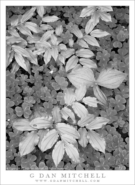 RedwoodForestFloorPlantsBW20110429