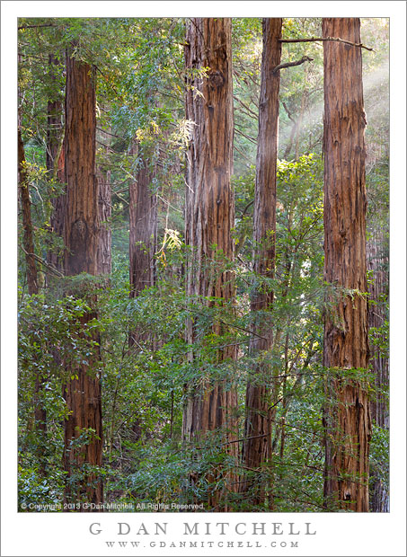 RedwoodForestLightBeamsMornMuirWoods20130801