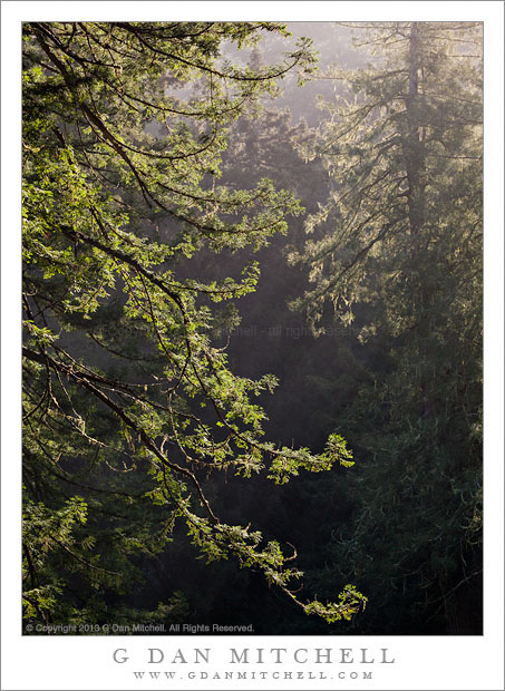RedwoodForestLightMorn20130324