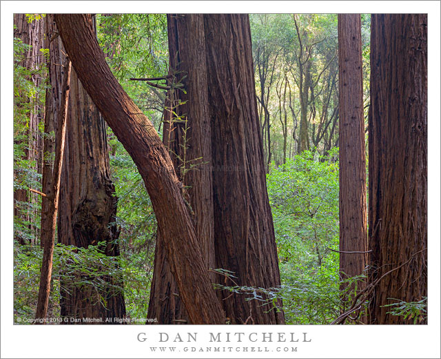 RedwoodForestMorning20130801