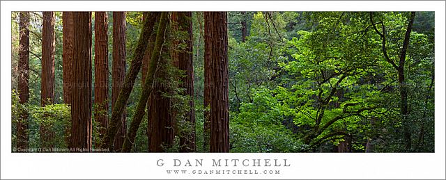 RedwoodGroveHillsideTrailPano20100508