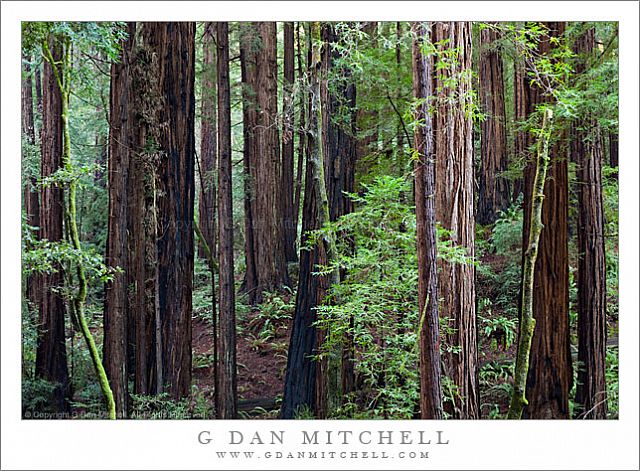 RedwoodGroveMuirWoods20091218