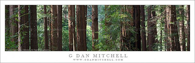 RedwoodGrovePanoStitch20100417