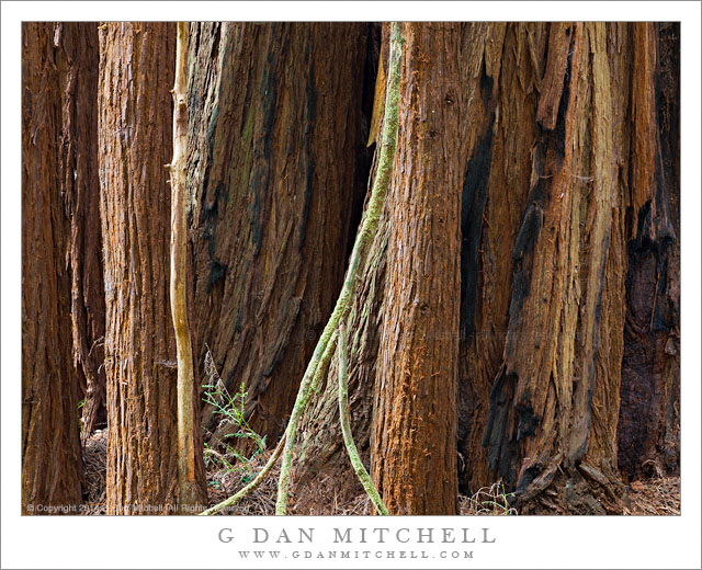 RedwoodTreesButanoStatePark20140601