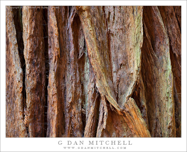 RedwoodTrunkDetail20110429