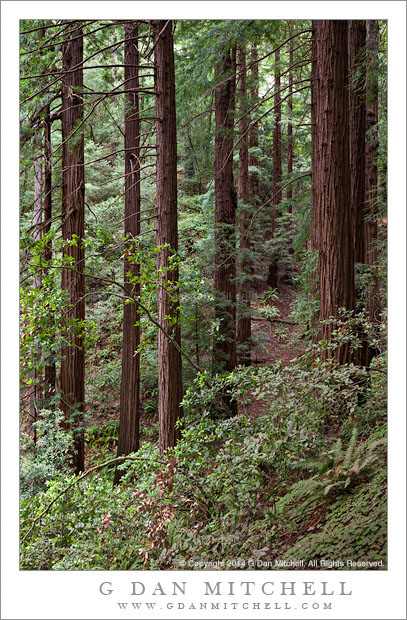 RedwoodsMuirWoods20140711