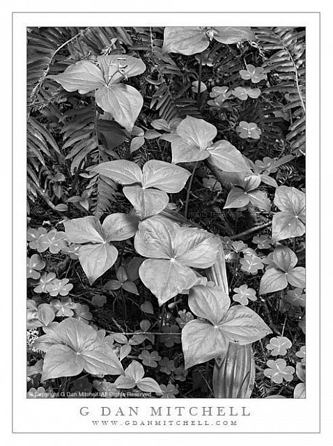 TrilliumPlantsForestPlantsRedwoodsBW20090321