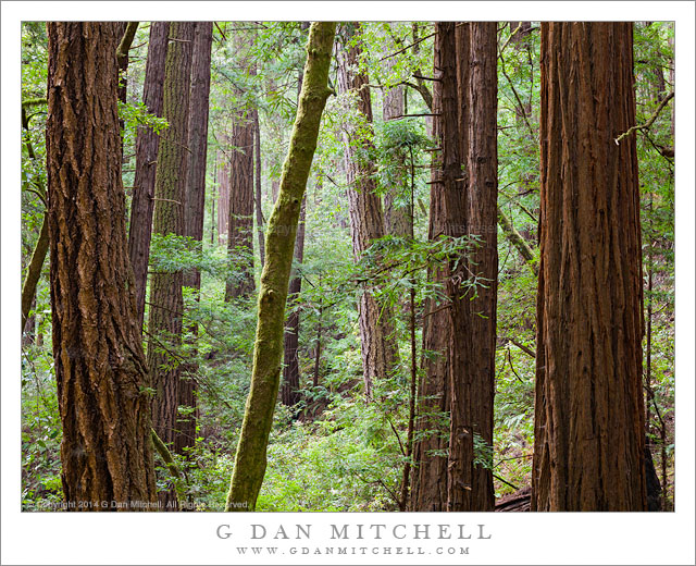 YoungRedwoodForestButanoStatePark20140601