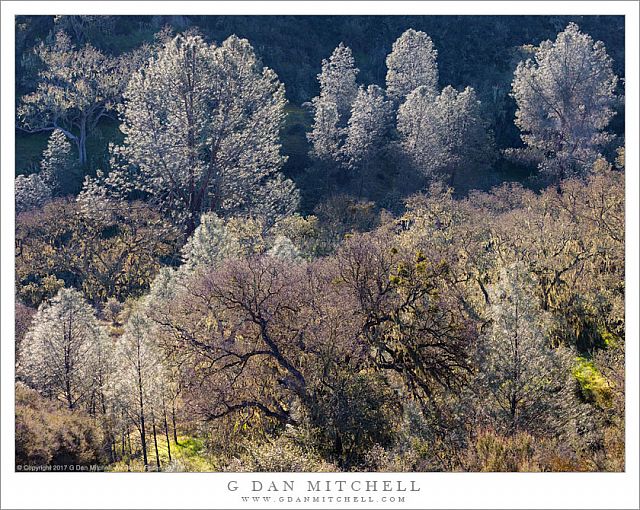 Dense Brush, Morning Light
