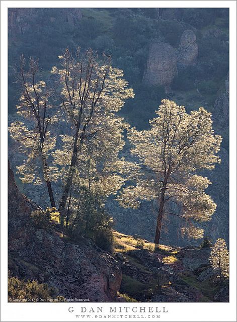 Trees, Morning Light