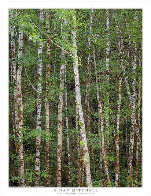 Forest, White Trunks