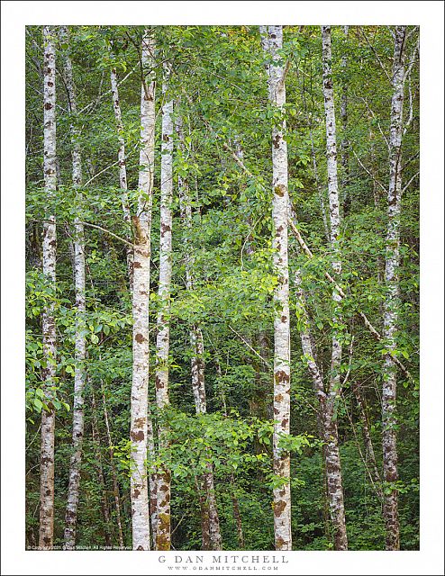 Edge of the Forest