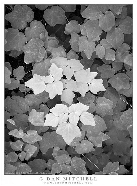 Redwood Forest Plants