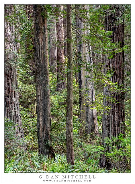 Redwood Trees And Ferns