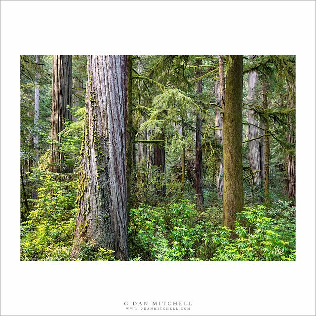 RedwoodForestMorning20180605