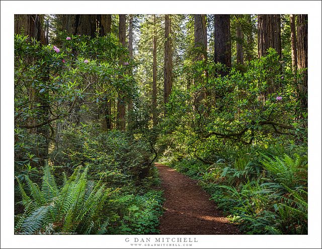 Redwood Forest Trail