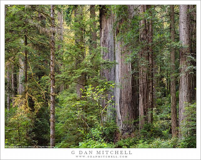Redwood Forest Understory