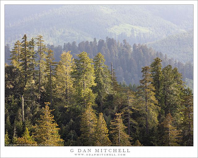 Ridges and Redwoods