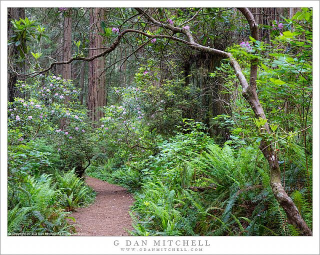 Redwood Forest Trail, Rhododendron Flowers