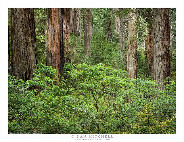 Redwoods and Rhododendrons