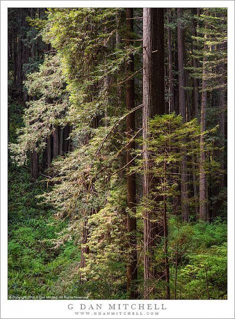 Redwoods in Sun