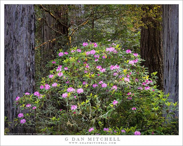 Rhododendron Bloom, Rredwood Forest