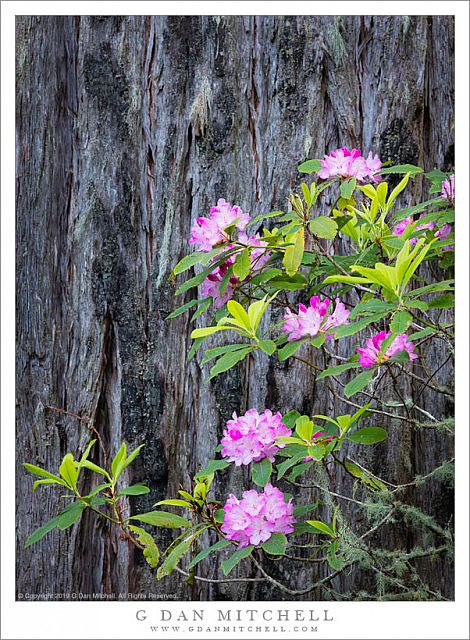 Rhododendron Blooms, Redwood Bark