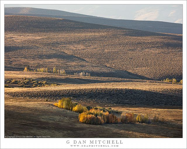 Aspens and Sage Brush, Evening