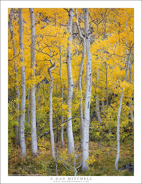 Aspen Grove, Autumn