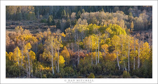 Aspen Grove, Late Afternoon