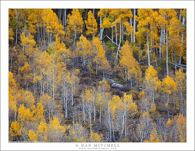 Aspen Grove in Transition