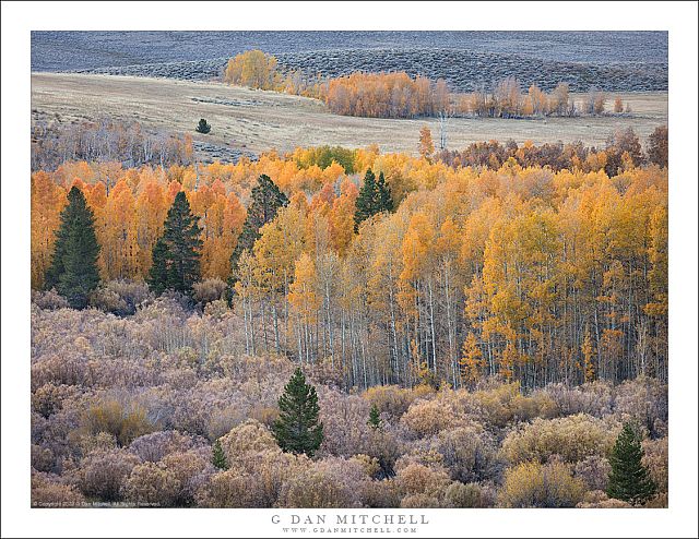 Late-Season Aspens, Evening