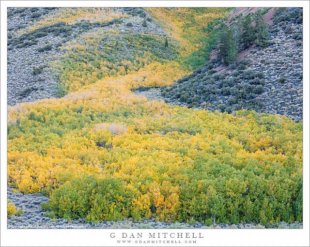 Aspen Trees, Valley