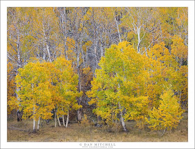 Aspen Grove, Fall Color