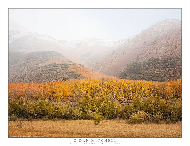 Aspens, Autumn Snow