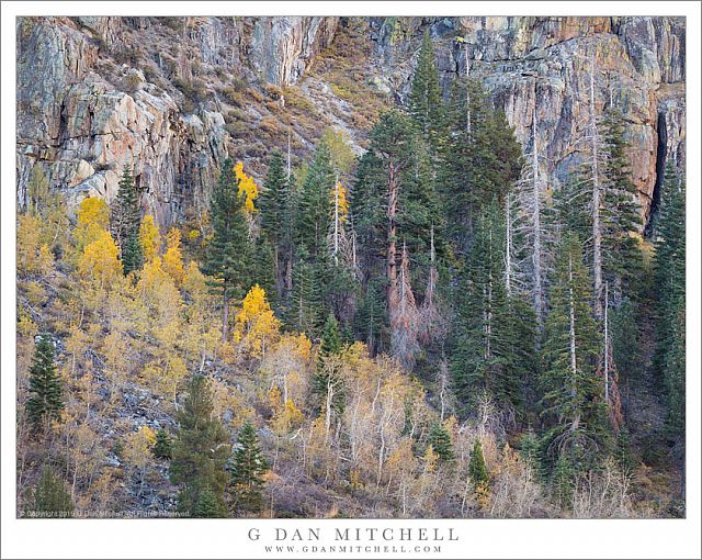 Aspens And Conifers