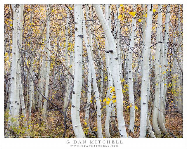 Aspen Grove, White Trunks