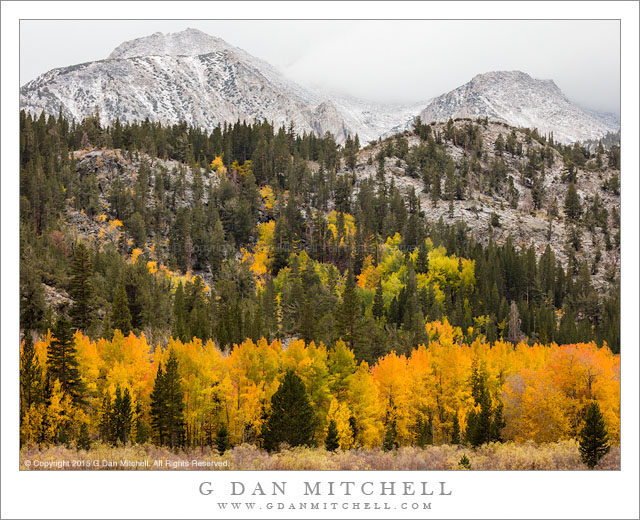 Aspens, Early Autumn Snow