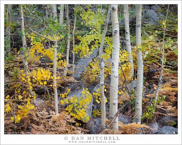 Aspens, Ferns, And Boulders