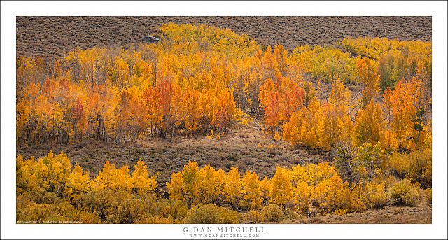 Autumn Aspens, Sage Brush Country