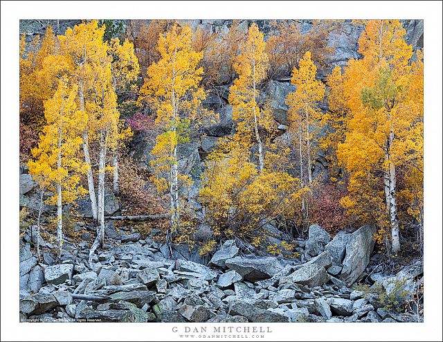 Autumn Aspens, Broken Boulders