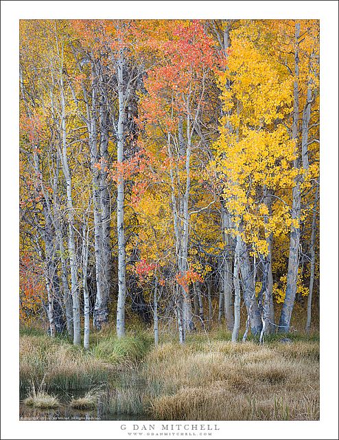 Aspens, Meadow, and Pond