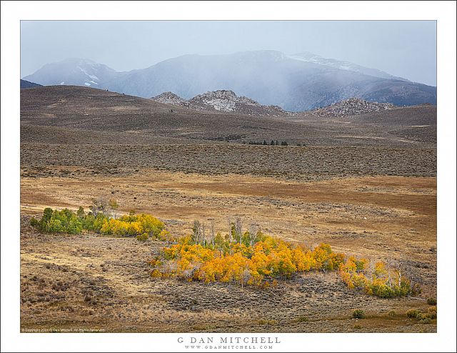 Aspens and Autumn Snow