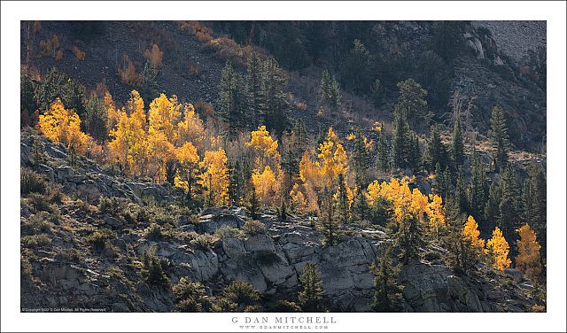 Autumn Aspens, Rocky Ledge