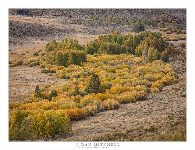 Autumn Brush and Trees, Eastern Sierra