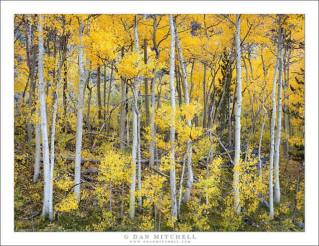 Autumn Evening, Aspen Grove