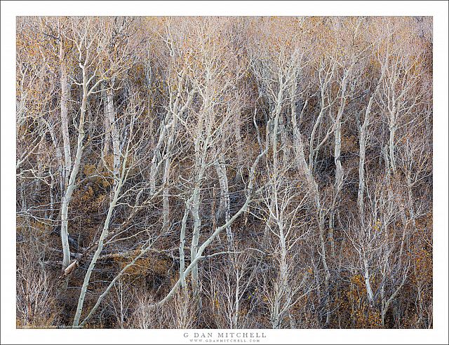 Bare Aspen Grove