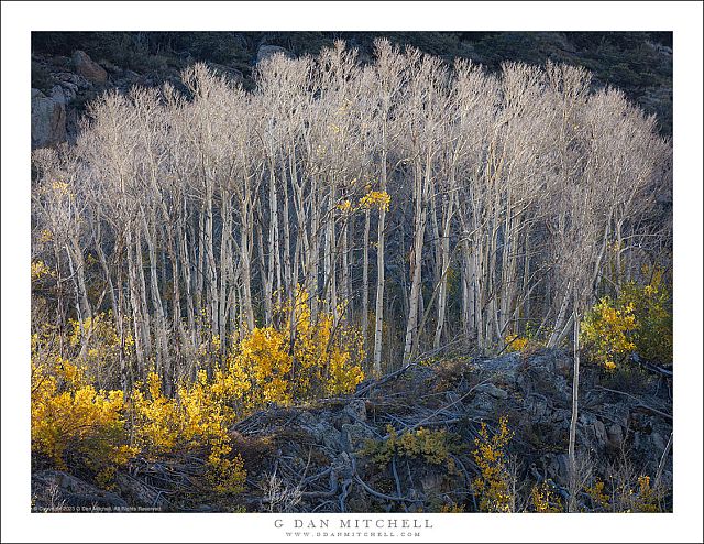 Bare Aspen Trees