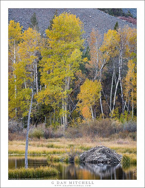 Beaver Pond, Autumn Aspens