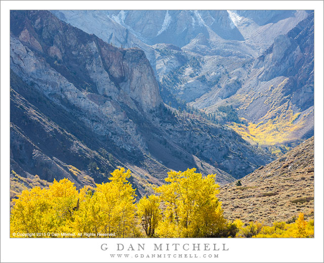 Cottonwood and Aspen, Autumn, Eastern Sierra